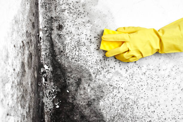 Best Home Mold Removal  in Evart, MI