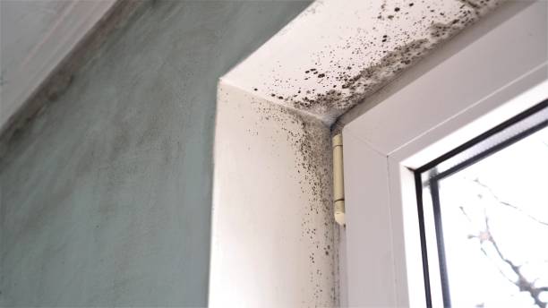 Best Mold Damage Repair  in Evart, MI
