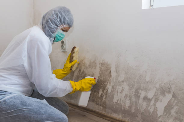 Best Mold Testing  in Evart, MI