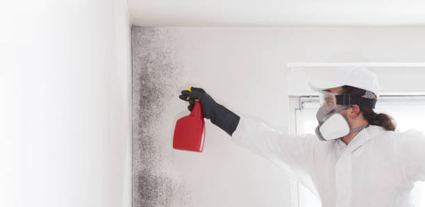 Attic Mold Removal in Evart, MI
