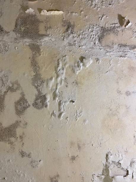 Best Best Mold Removal Companies  in Evart, MI