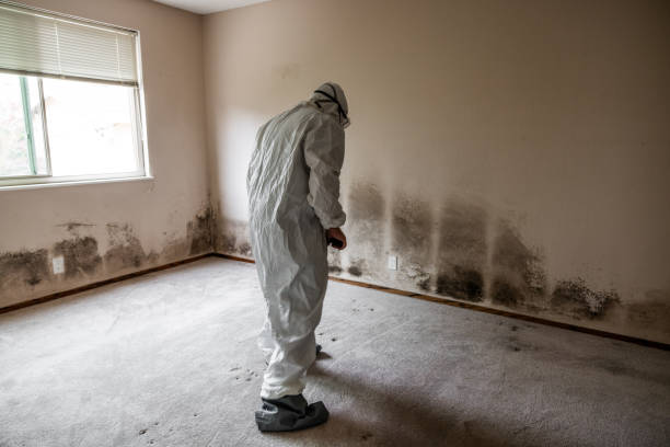Best Certified Mold Removal  in Evart, MI