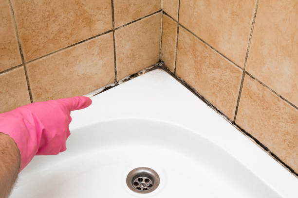 Best Emergency Mold Removal  in Evart, MI